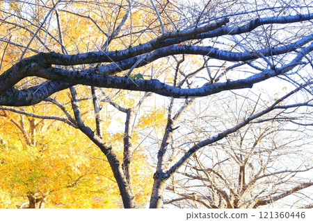 Ginkgo tree against the autumn sky Ginkgo tree against the autumn sky 121360446