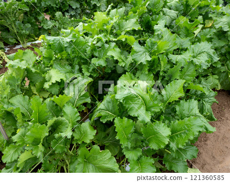 西那花的栽培 西那花的栽培 121360585