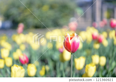 Red tulips Ice tulips Winter December [Kanagawa Prefecture] 121360921