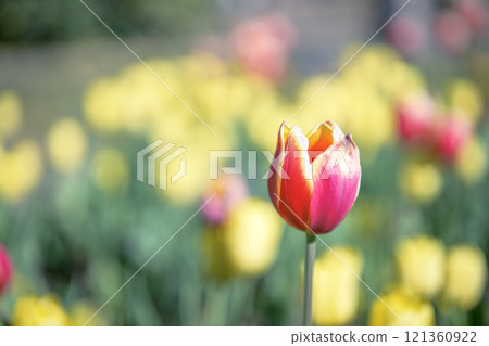 Red tulips Ice tulips Winter December [Kanagawa Prefecture] 121360922