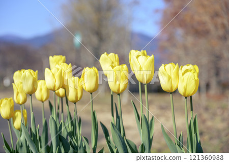 Yellow tulips Ice tulips Winter December [Kanagawa Prefecture] 121360988