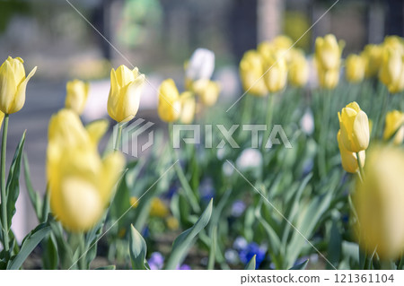 Yellow tulips Ice tulips Winter December [Kanagawa Prefecture] 121361104