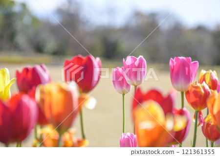 Colorful tulip fields Ice tulips Winter December [Kanagawa Prefecture] 121361355