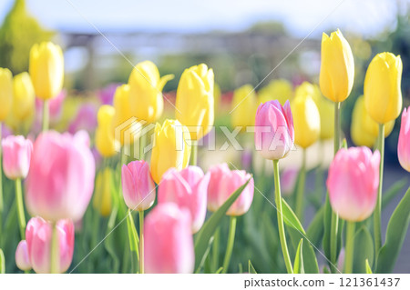 Pink and yellow tulip fields Ice tulips Winter December [Kanagawa Prefecture] 121361437
