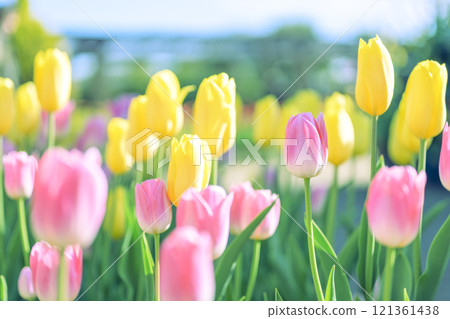 Pink and yellow tulip fields Ice tulips Winter December [Kanagawa Prefecture] 121361438
