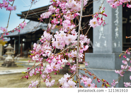 Beautiful grounds in spring at Myoken-ji Temple in Kyoto (Kamigyo Ward, Kyoto City, Kyoto Prefecture) Beautiful grounds in spring at Myoken-ji Temple in Kyoto (Kamigyo Ward, Kyoto City, Kyoto Prefecture) 121361910