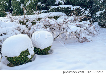 Winter garden with decorative shrubs and shaped yew and boxwood, Buxus, covered with a thick layer of white fluffy snow. Gardening concept. 121362244
