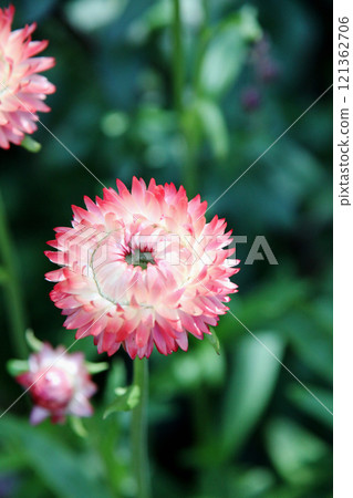 Wheatwalagik 121362706