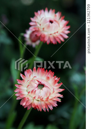 Wheatwalagik 121362709