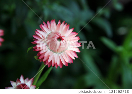 Wheatwalagik 121362718