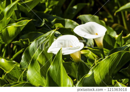 Beautiful white calla lily flowers blooming in the field of Zhuzihu in Taipei, Taiwan.  121363018