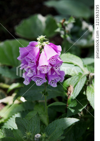 Digitalis 121363295