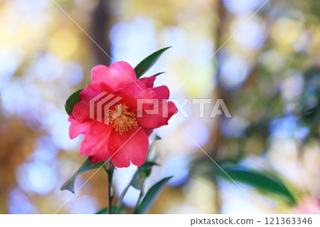 紅山茶花 紅山茶花 121363346