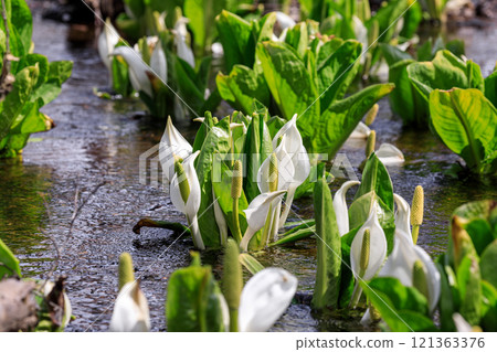 Beautifully blooming skunk cabbage in Chitose, Hokkaido [April] 121363376