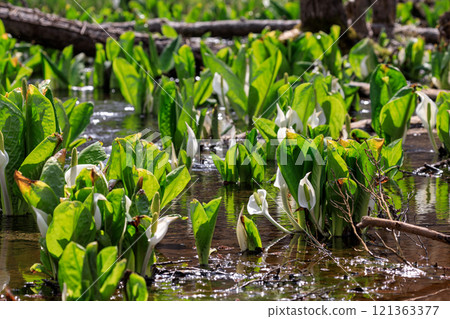 Beautifully blooming skunk cabbage in Chitose, Hokkaido [April] 121363377