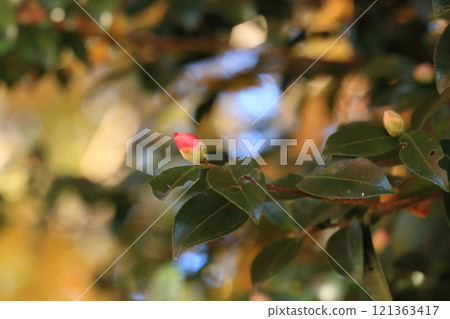 紅繭 紅繭 121363417