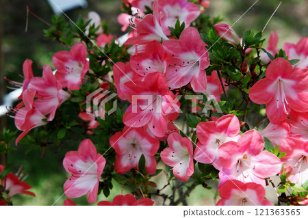 Satsuki Satsuki 121363565