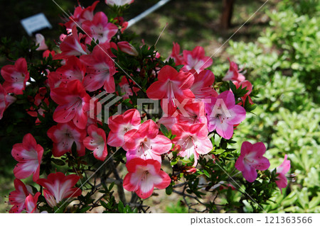 Satsuki Satsuki 121363566