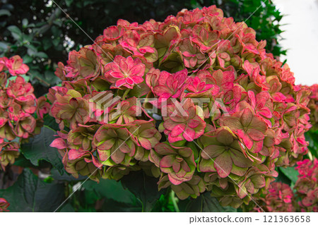 [Autumn] Beautiful bright red autumn hydrangeas that bloom in autumn [Spring] 121363658