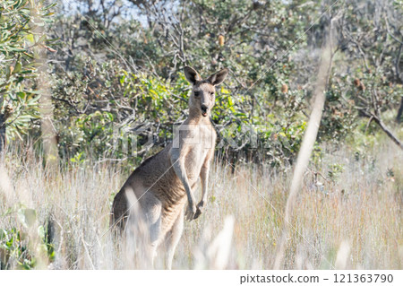 住在海邊的袋鼠 121363790