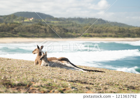 Kangaroos living by the sea 121363792