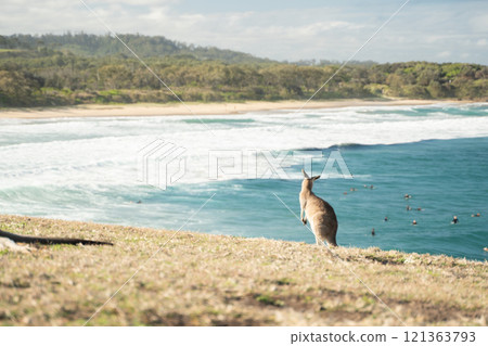 Kangaroos living by the sea Kangaroos living by the sea 121363793