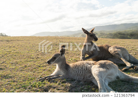 Kangaroos living by the sea 121363794