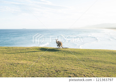 Kangaroos living by the sea 121363797