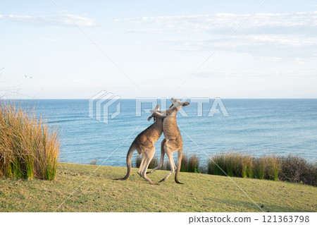 Kangaroos living by the sea 121363798