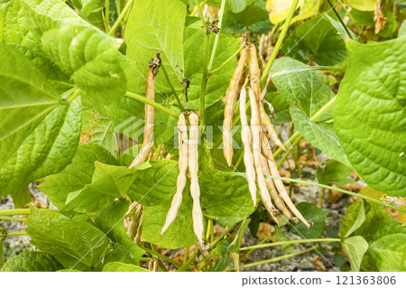 Close-up of adzuki pods growing in the farmland of Wandan, Pingtung, Taiwan. Close-up of adzuki pods growing in the farmland of Wandan, Pingtung, Taiwan. 121363806
