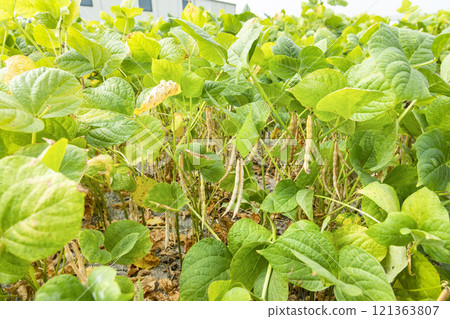 Close-up of adzuki pods growing in the farmland of Wandan, Pingtung, Taiwan. 121363807