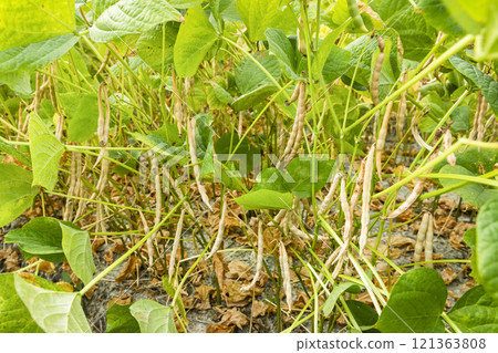 Close-up of adzuki pods growing in the farmland of Wandan, Pingtung, Taiwan. 121363808