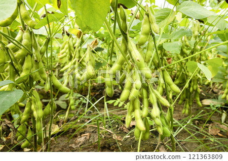 Close-up of edamame pods growing in the farmland of Wandan, Pingtung, Taiwan. 121363809