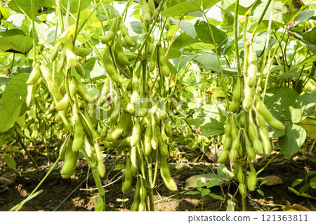 Close-up of edamame pods growing in the farmland of Wandan, Pingtung, Taiwan. 121363811
