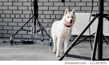 White Husky Posing in Studio Environment White Husky Posing in Studio Environment 121363976