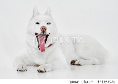 White Husky with Wide Yawn 121363980