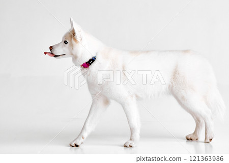 Side Profile of a White Husky with Tongue Out 121363986