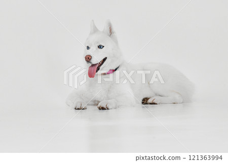 Happy White Husky with Tongue Out Happy White Husky with Tongue Out 121363994
