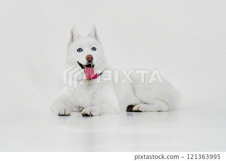 Happy White Husky with Pink Tongue Out Happy White Husky with Pink Tongue Out 121363995