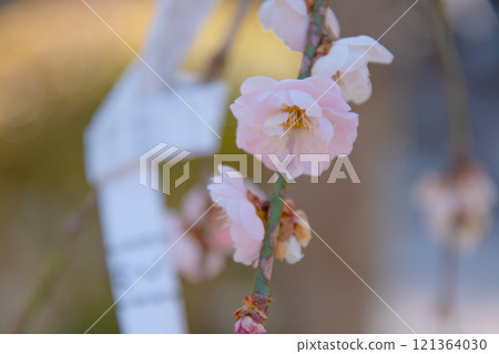 神社裡盛開的垂枝梅 121364030