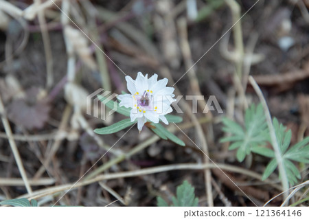 雙花節分草突變 雙花節分草突變 121364146