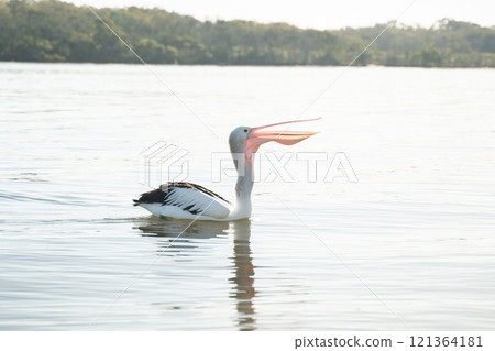 A graceful pelican floating on the river 121364181