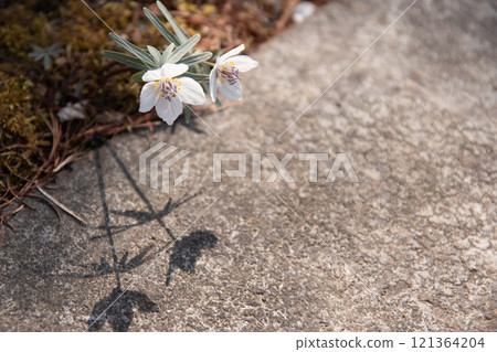 Setsubun grass bathed in the morning sun 121364204