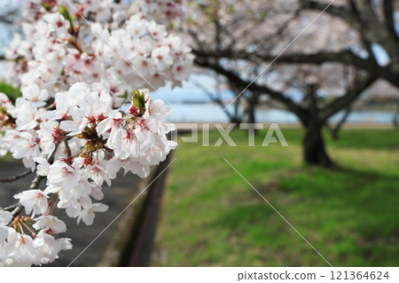 長濱城 櫻花盛開之美 長濱城 櫻花盛開之美 121364624