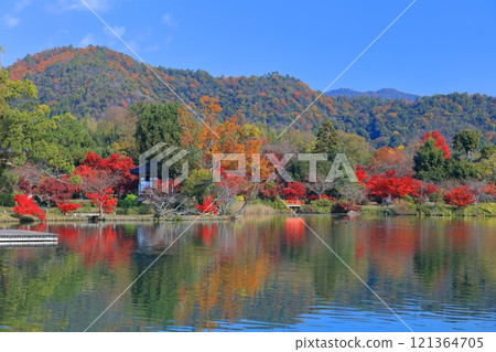 [京都府]大覺寺（大澤池）對稱的秋葉 121364705