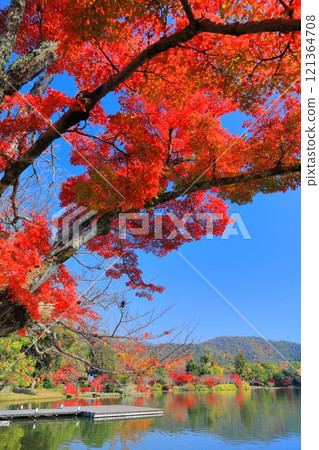 [Kyoto Prefecture] Symmetrical autumn leaves at Daikakuji Temple (Osawa Pond) 121364708