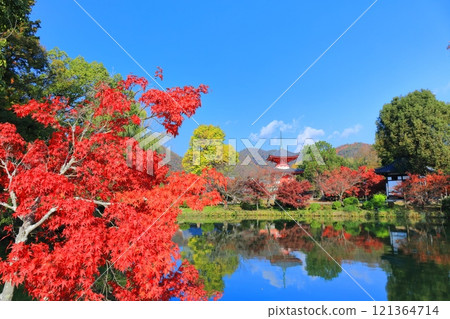 [京都府]大覺寺（大澤池）對稱的秋葉 121364714