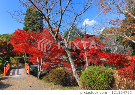 [Kyoto Prefecture] Autumn foliage at Osawa Pond in Daikakuji Temple on a clear day 121364735