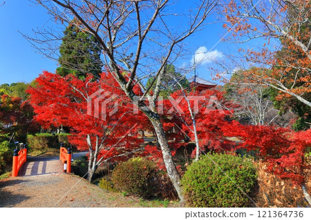 [Kyoto Prefecture] Autumn foliage at Osawa Pond in Daikakuji Temple on a clear day 121364736