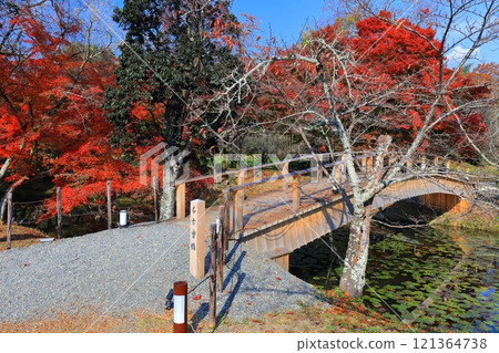 [Kyoto Prefecture] Autumn foliage at Osawa Pond in Daikakuji Temple on a clear day 121364738